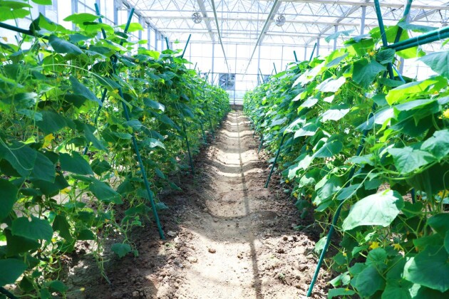 彩食鲜农业合作基地荣获中国GAP一级认证，树立高标准蔬菜种植标杆