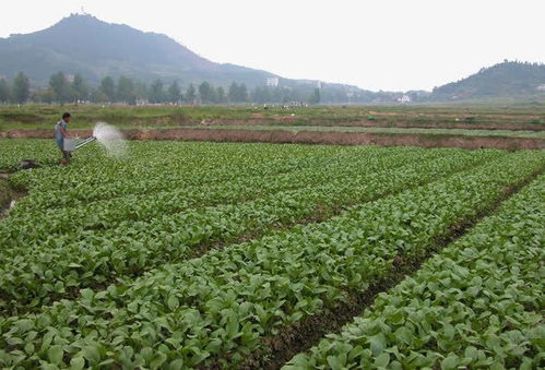 免费下载绿色蔬菜种植菜园高清素材，创意设计图片一键获取
