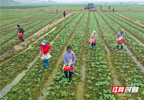 道县蔬菜种植忙，全力保供大湾区“菜篮子”