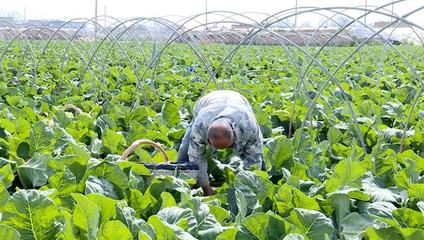 泾阳第一茬露天蔬菜大量上市 设施农业与自然馈赠的双重奏
