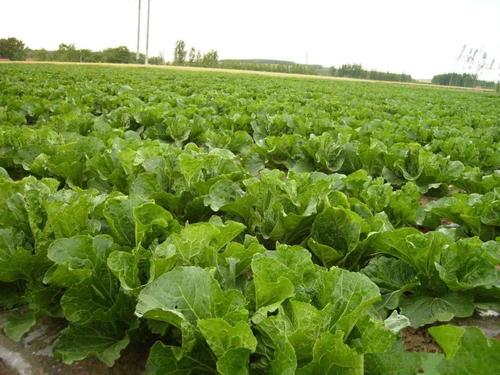 从一颗种子到满园青翠 写给都市人的轻松蔬菜种植指南
