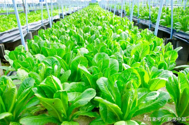 大暑过后种什么菜？这三种耐热蔬菜别错过，很多人没种过