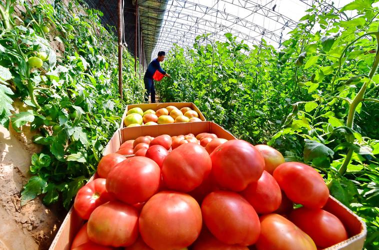 果蔬种植助增收 蔬菜种植如何成为农民致富的“绿色银行”